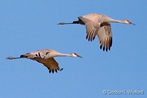 Sandhill Cranes In Flight_36248.jpg - Sandhill Cranes (Grus canadensis) photographed along the Gulf coast near Port Lavaca, Texas, USA.